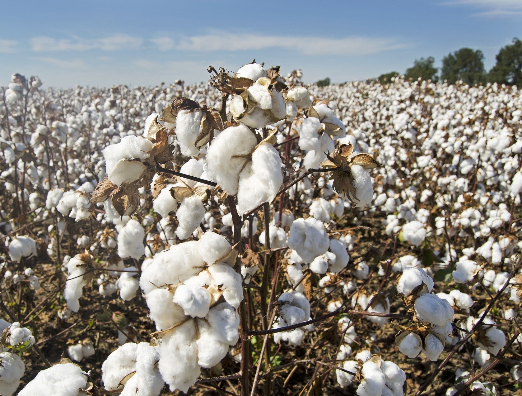 Price Regulation of Technology